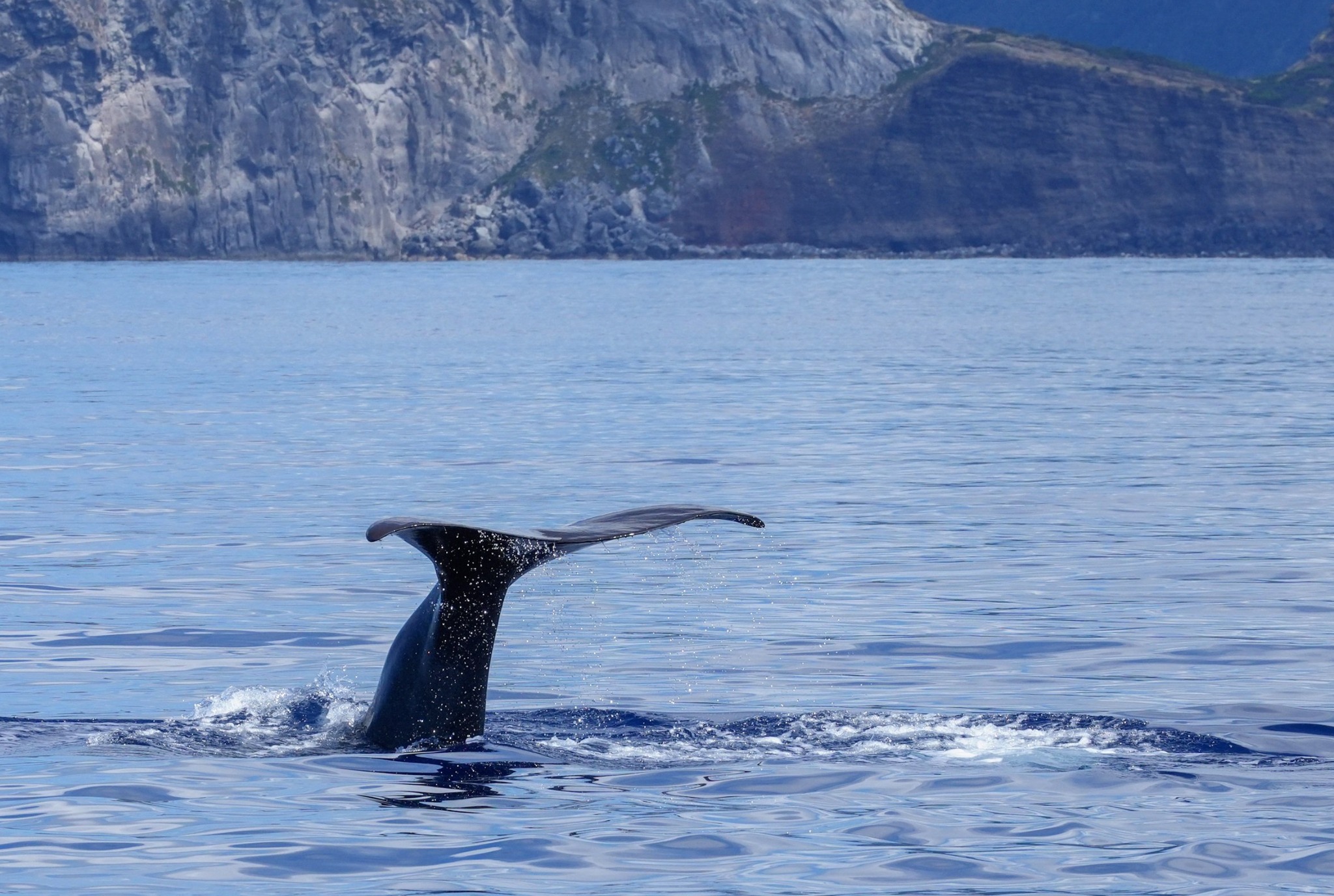 Whale tail emerging from the Atlantic near the Azores