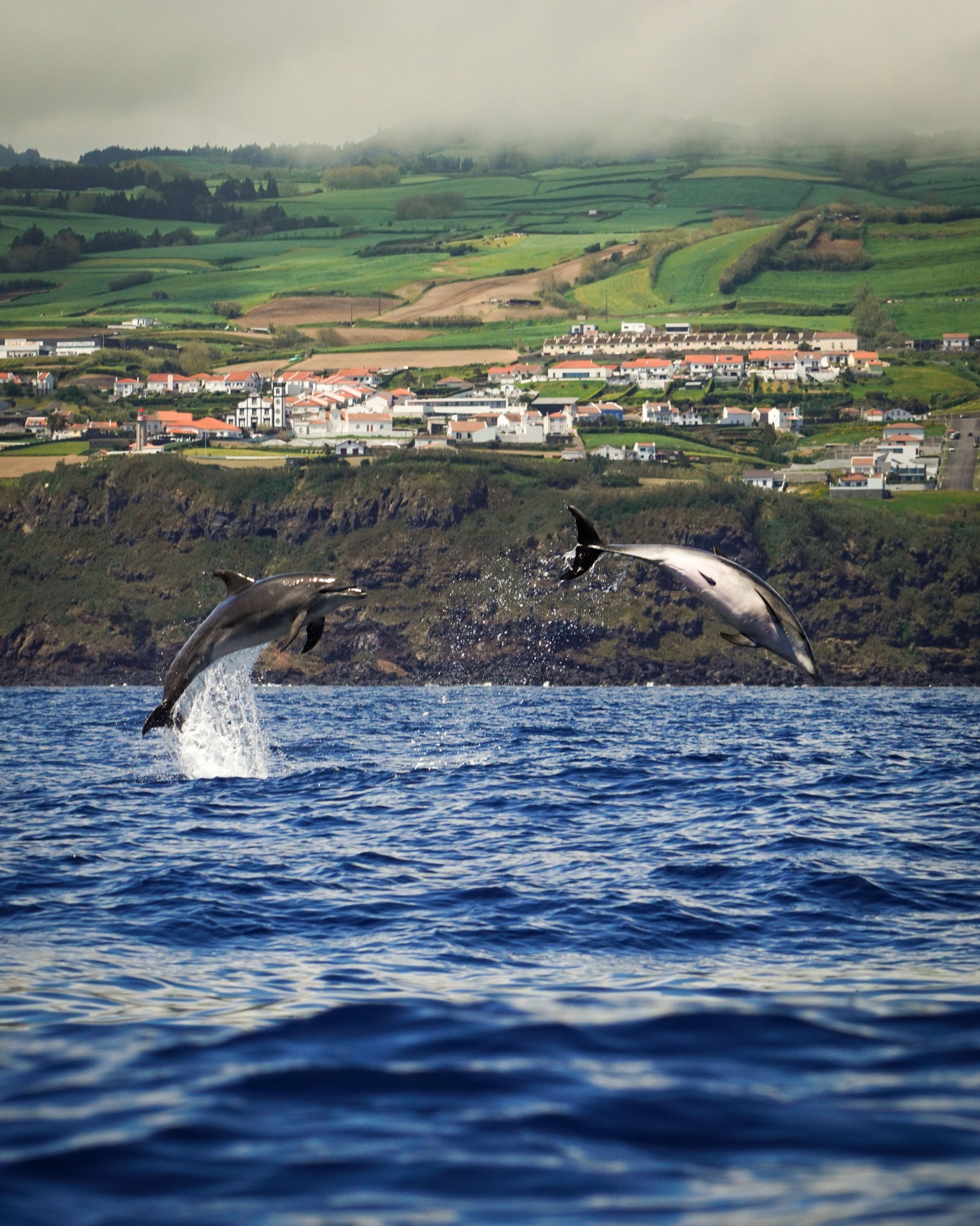 Dolphins jumping beside the coast of São Miguel